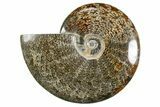 Polished Ammonite (Cleoniceras) Fossil - Madagascar #345554-1